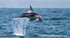 NZ015: Dusky Dolphin