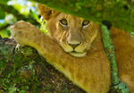 Tree Lions Serengeti 4