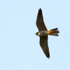 Hobby in flight over the reed beds at Otmoor RSPB