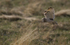 Short eared owl