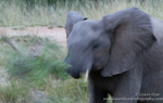 Elephant Shake