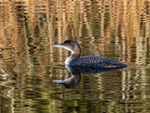 Great Northern Diver
