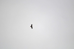 Egyptian Vulture