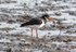 Eurasian Oystercatcher