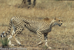 A female cheetah