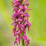 Orchis x bergonii = Orchis anthropophorum x Orchis.simia hybrid