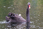 Black Swan Family 3