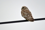 Short-eared Owl