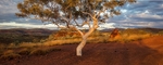 Karijini Gum