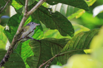 Lesser Greenlet portfolio