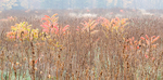 THE MEADOW PROJECT portfolio