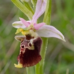 Apennine Late Spider orchid (Ophrys dinarica also Ophrys fuciflora ssp dinarica).
