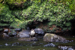 Juvenile Dipper (Cinclus cinclus) on River Maine, Ballymena, Cou