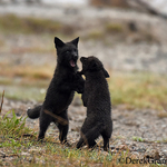 Vulpes Vulpes Rare Wild Black Fox Kits at Play