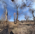 March 2020 - Arnold Arboretum - Title:  Meeting a friend.