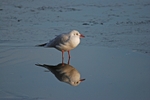 Black-headed Gull