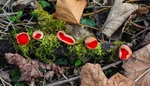Scarlet Elf Cup