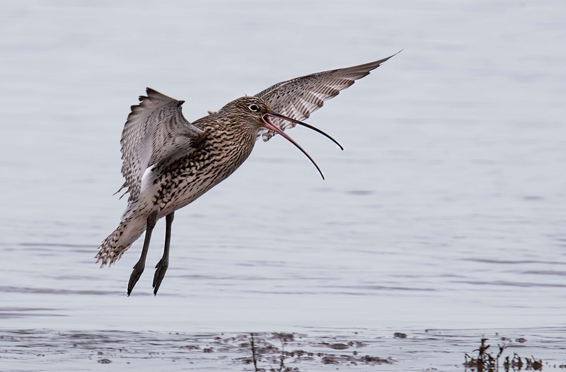 Eurasian Curlew - Dee Estuary - North Wales