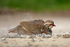 Red-legged Partridge having a dust bath