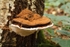 Ganoderma applanatum