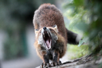 Urban red fox yawning in Bristol_0934