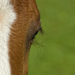 Long Eyelashes