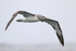 Salvin's Albatross in flight, Chile
