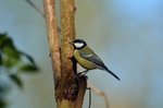 Great Tit