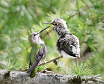 Anna's feeding fledgling - 1