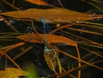 Azure Damselflies