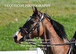 CLASS 1 - FRI - KBIS Club Senior 70cms portfolio