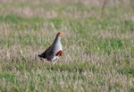 Grey Partridge