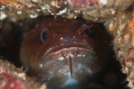 Gaidropsarus mediterraneus