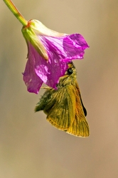 Large Skipper