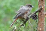 Siberian Jay