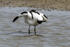 Avocet