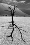 Camel Thorn Trees of Deadvlei - Namib Desert - II