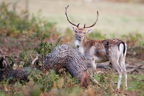 Fallow are considered as a naturalised, though re-introduced species. Although fallow deer were present some 400,000…