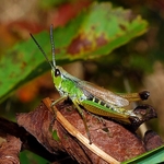Meadow Grasshopper (Chorthippus curtipennis)