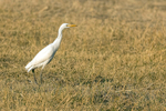 Cattle Egret