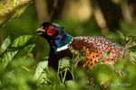 Pheasant in sunlight - 3 of 10