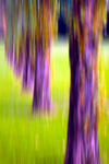 Tree - 3894 motion blur