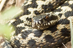 Adder 3