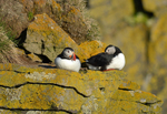 Puffins