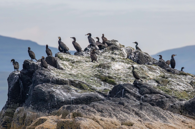 European Shag - Isle of Skye - Scotland