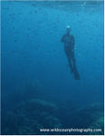 RS027: Snorkeller