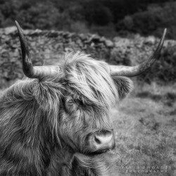 Highland Cow 06