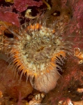 Sagartia elegans