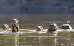 Giants Otters