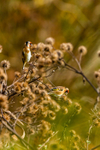 goldfinch Carduelis carduelis 0051